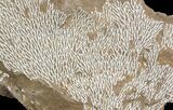 Ordovician Bryozoans (Chasmatopora) Plate - Estonia #47449-1